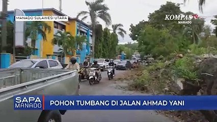 Pohon Tumbang Di Jalan Ahmad Yani