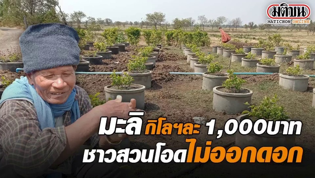 มะลิพุ่งกิโลฯ ละ 1,000 บาท 'ชาวสวน' ช้ำใจ - เก็บขายไม่ได้