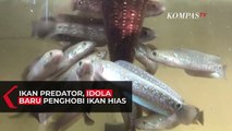 Ikan Gabus Hias, Idola Baru Para Kolektor Ikan