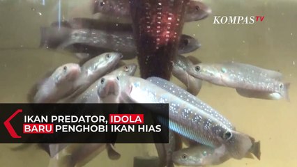 下载视频: Ikan Gabus Hias, Idola Baru Para Kolektor Ikan