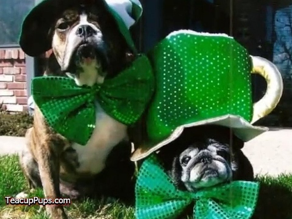 St. Patrick's Day - Irish Dogs!