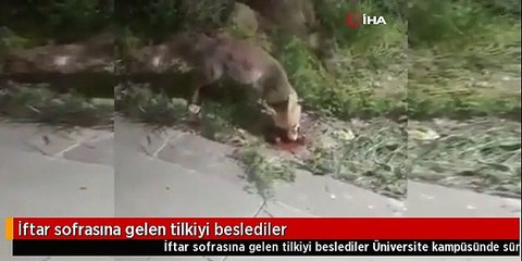 İftar sofrasına gelen tilkiyi geri çevirmediler