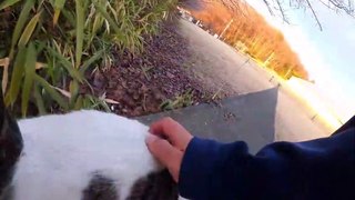 I took a video of a stray cat living in Japan.109