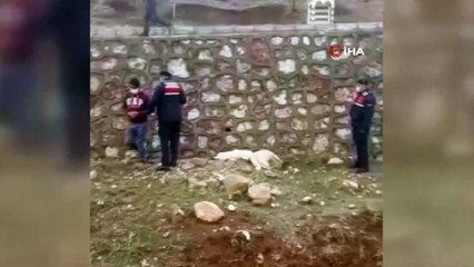 Sokak köpeklerini öldüren kişi yakalandı