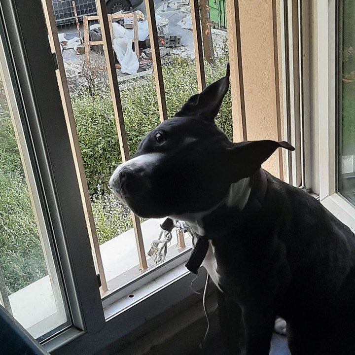 Des sourds et muets ont adopté cette chienne, sourde et muette