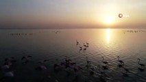 Doğa Harikası Lagün, Hem Flamingoları Hem de Fotoğraf Severleri Ağırlıyor