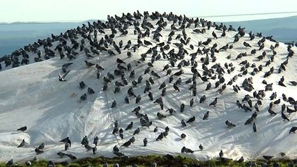 Yağmurda aç kalan güvercinler buğday pazarını mesken tuttu