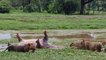 Un hippopotame mort lâche d'énormes caisses à la gueule d'un lion