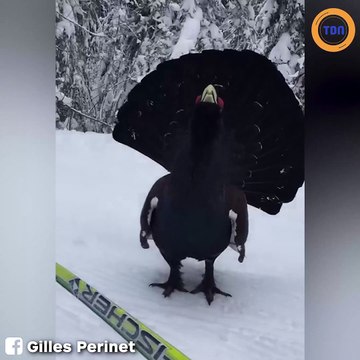 Il tombe nez à nez avec un grand tétras en pleine sortie ski de fond
