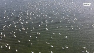 O balé da vida real dos cisnes! Milhares de pássaros se aglomeram no Mar Cáspio