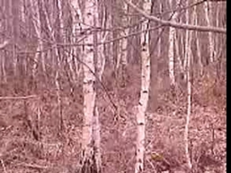 chevreuil qui se dérobe!