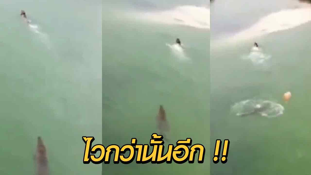 คลิประทึก หนุ่มว่ายน้ำหนีจระเข้ จ้วงสุดชีวิต หวิดเป็นเหยื่อสยอง