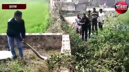 Tải video: 12 फुट लंबे अज़गर को देख फैली दहशत