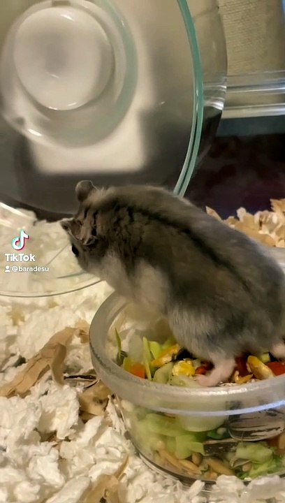 hamster