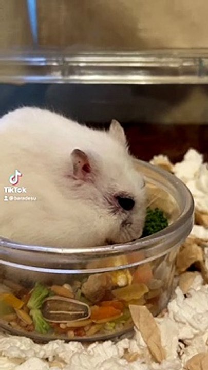 hamster