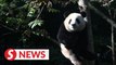 Panda Q&A: Do pandas like eating meat?