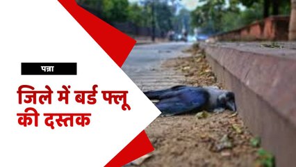मृत मिले कौवों की सैंपल रिपोर्ट पॉजिटिव