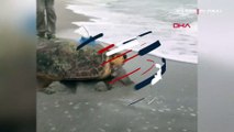 Tedavisi biten deniz kaplumbağasına uydu alıcı takıldı