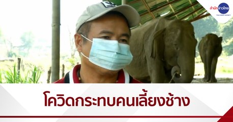 โควิด-19 ระลอกใหม่...สู่วิกฤติชีวิตคนเลี้ยงช้าง