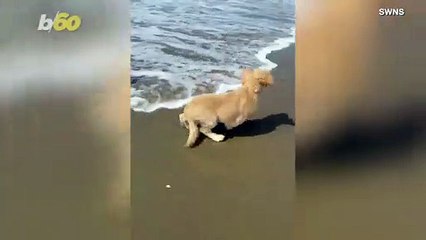 Waterdog! Funny Video Shows Scared Pup at the Beach, Afraid of Incoming Waves!