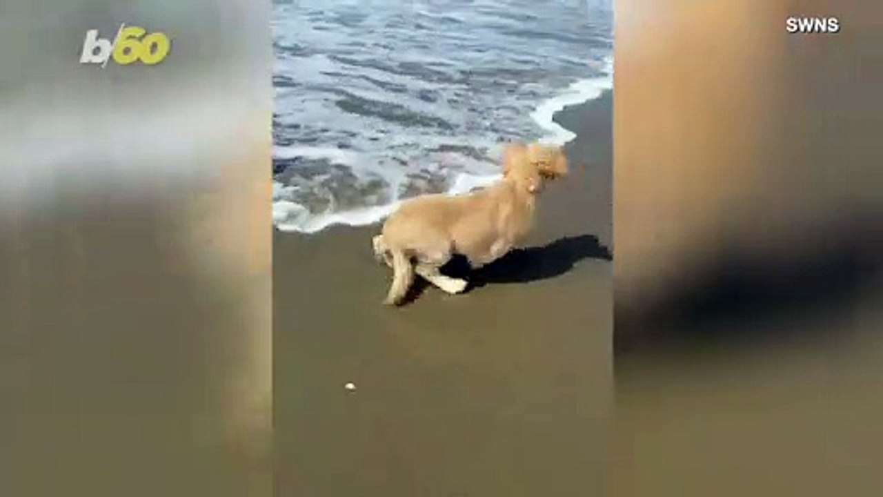 Waterdog! Funny Video Shows Scared Pup at the Beach, Afraid of Incoming Waves!