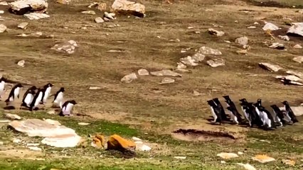 Penguenlerin ayak üstü sohbeti sosyal medyayı salladı