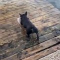 Funny Videos Animals - ! It's time to LAUGH with Dog's life - Dog 2020