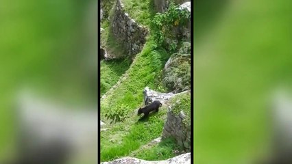 Au Machu Picchu, les touristes remplacés... par des ours !
