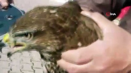 Belediye personellerinin uçamaz halde bulduğu şahin, koruma altına alındı