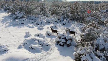 Bursa’daki kızıl geyiklere özel yem takviyesi