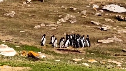 Penguenlerin ayak üstü sohbeti sosyal medyayı salladı