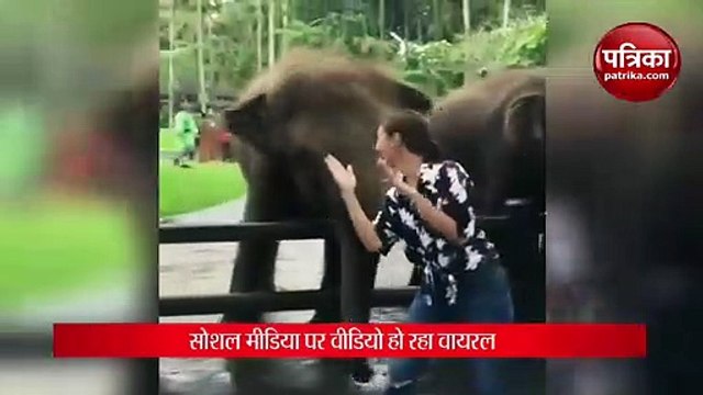 Video. Elephants started dancing After girl dance,