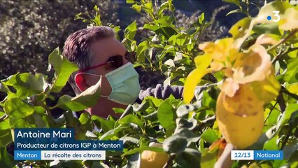 Alpes-Maritimes : la récolte des citrons de Menton démarre