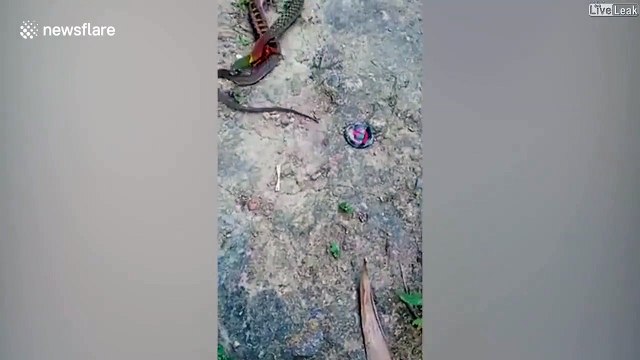 Un mille-pattes géant s'en prend à un serpent... Terrifiant