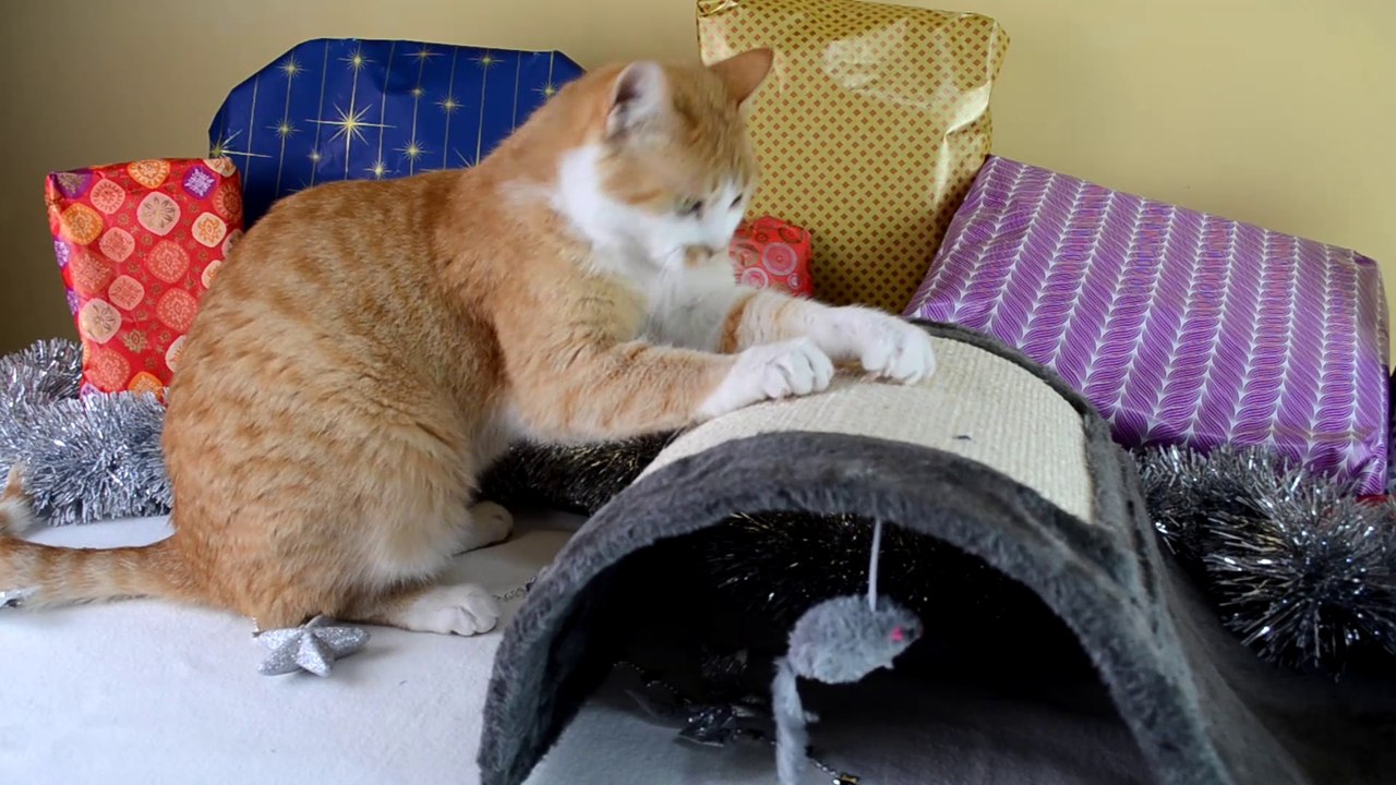 LOS ANIMALES ABREN SUS REGALOS DE NAVIDAD 2020 | REGALOS PARA GATOS, COBAYAS, TORTUGA Y AVES