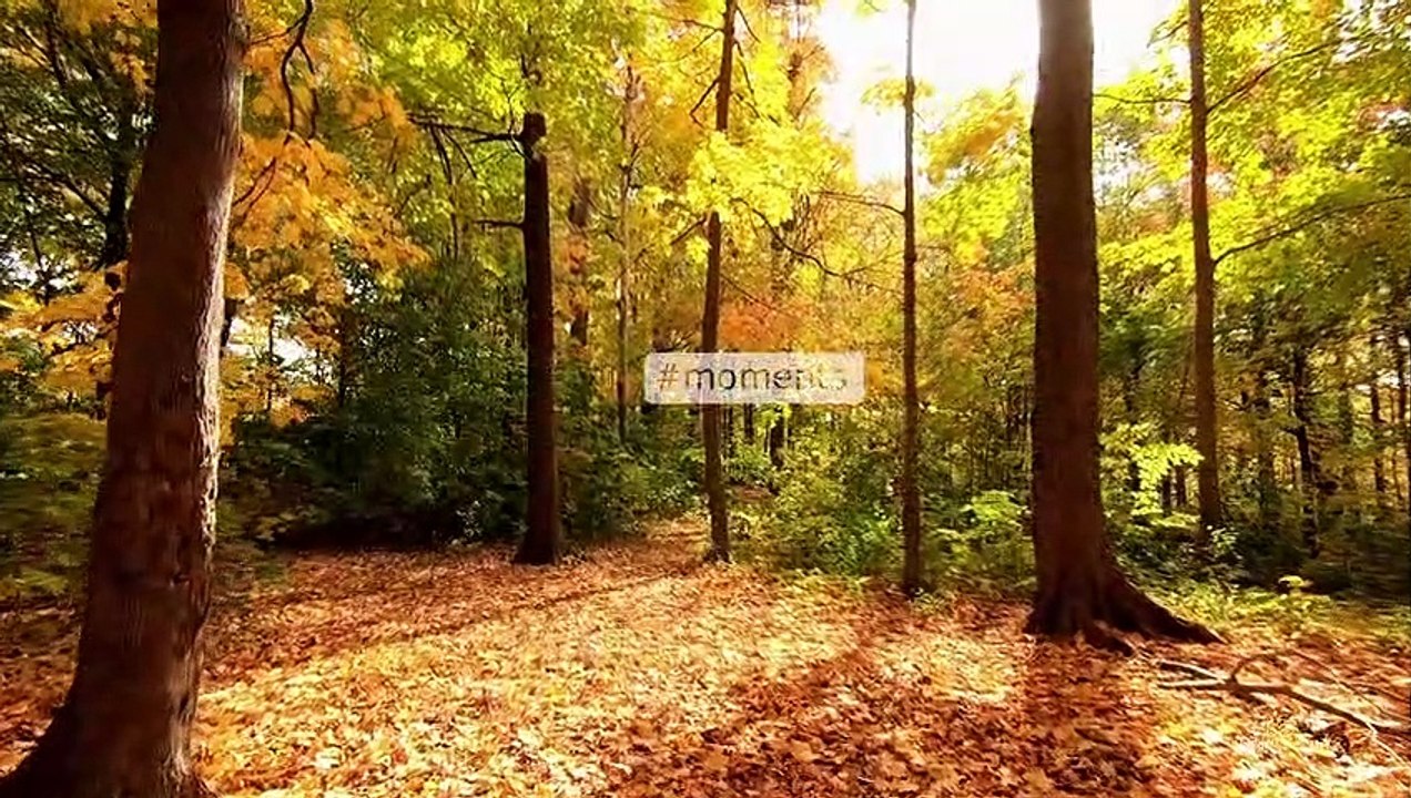 This music is listened to forever | Relax music & nature (saxophone, Georgy Garanyan)