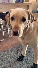 How Pup Practices Low Blood Sugar Alerts