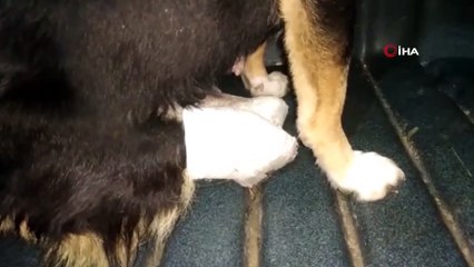 Edirne’de vahşet... 2 bacağı kesilmiş yavru köpek bulundu