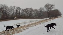 Black labs bound along a snow-covered road