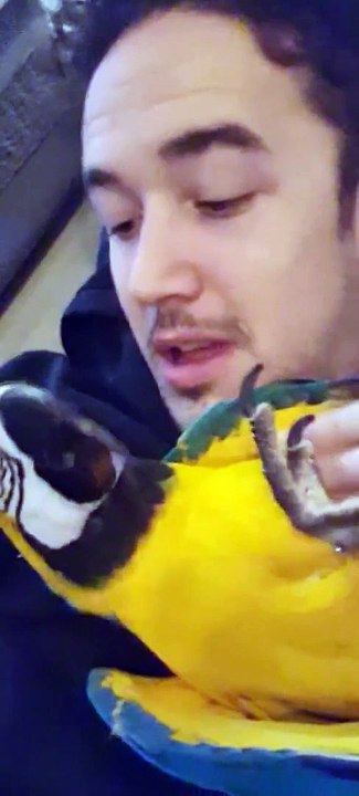 Parrot and Owner Have a Scream Off
