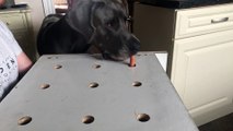 Great Dane Plays Whack-a-Mole