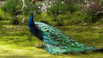 Peacock Dance Display -