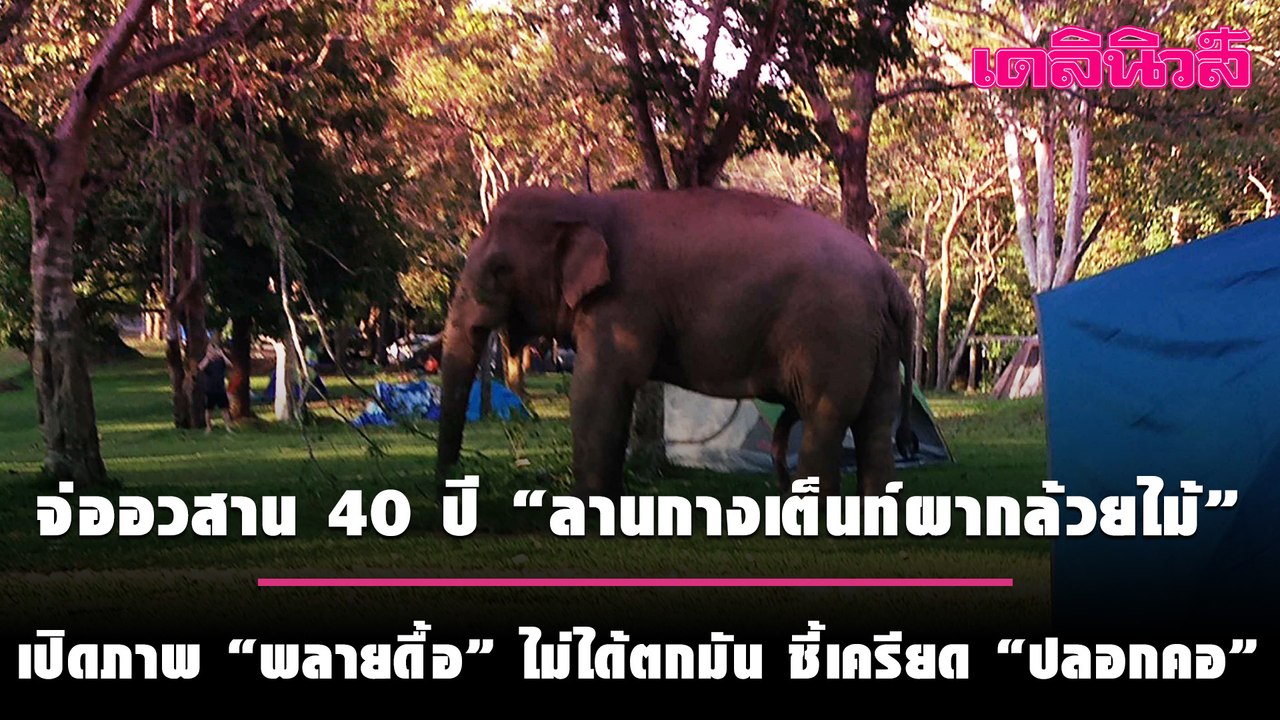จ่ออวสาน 40 ปี “ลานกางเต็นท์ผากล้วยไม้” - เปิดภาพ“พลายดื้อ”ไม่ได้ตกมัน ชี้เครียด“ปลอกคอ” | Dailynews