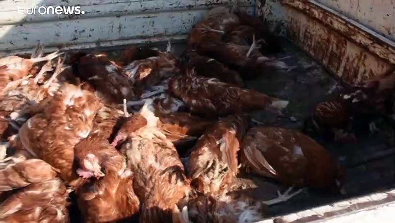 نفوق عشرات الآلاف من الدواجن جراء تفشي إنفلونزا الطيور في العراق