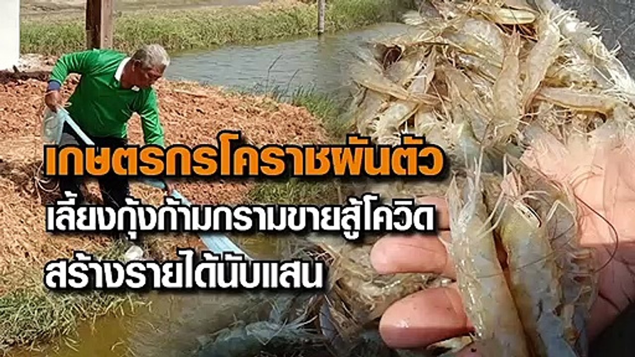 สู้โควิด เกษตรกรโคราช ผันตัวเลี้ยงกุ้งก้ามกรามขาย รายได้นับแสนบาท