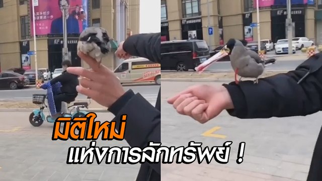 เหนือชั้น !! มิติใหม่แห่งการลักทรัพย์ ไม่ต้องเข้าถึงตัว เพียงแค่มี... นก