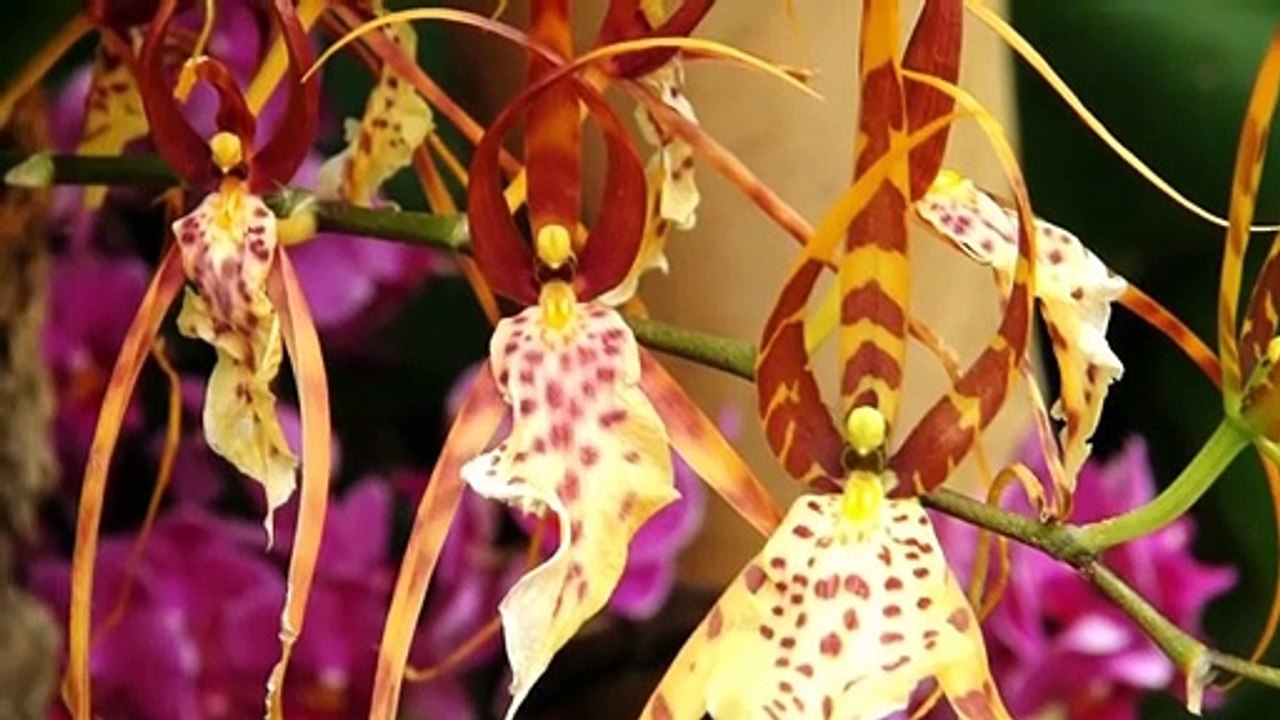 Amazing Flower