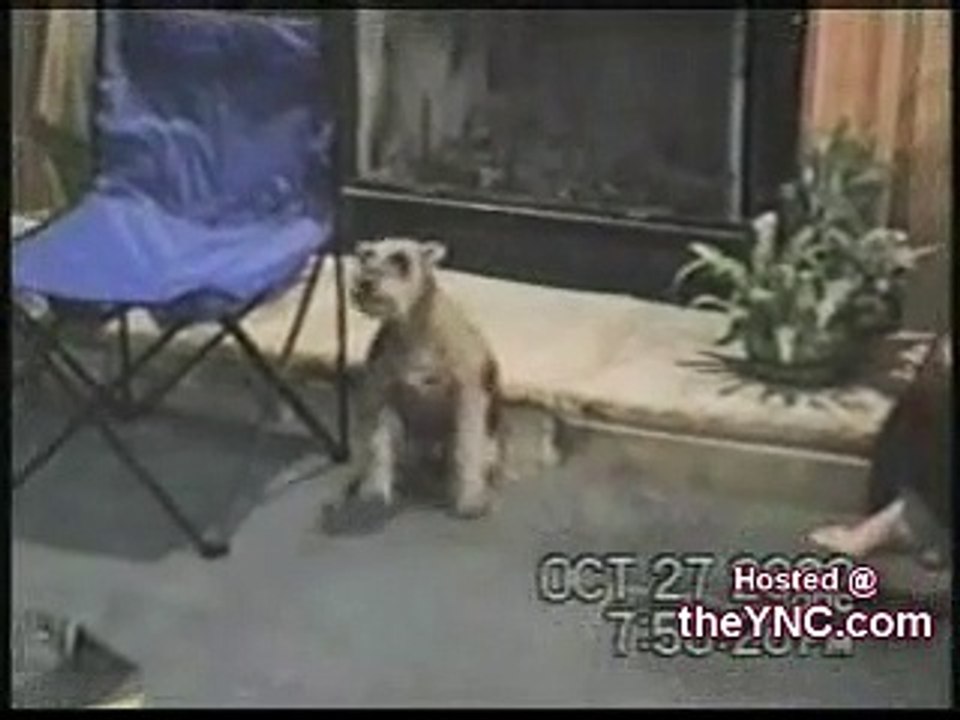 Dancing Animals Dailymotion Video