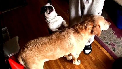 Canine Back Scratcher - Cute and Funny Dogs