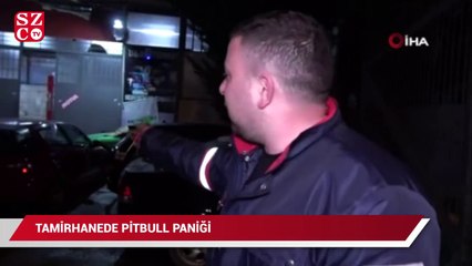 Tamirhanede pitbull paniği kamerada